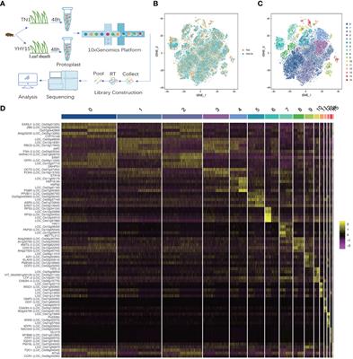 Single-Cell RNA sequencing of leaf sheath cells reveals the mechanism of rice resistance to brown planthopper (Nilaparvata lugens)